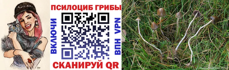 Галлюциногенные грибы Psilocybe  Болхов 